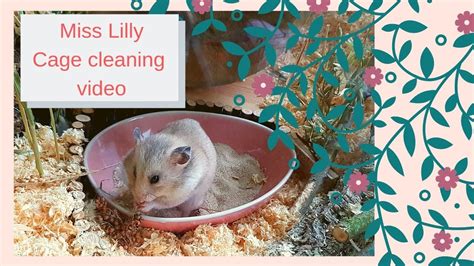 Hamster Cage Cleaning Youtube