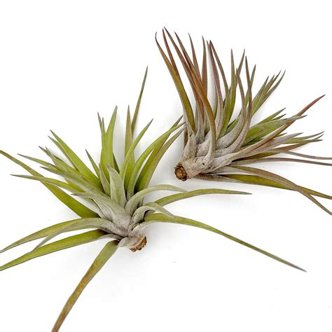 Купить Тилландсия атмосферная Абдида (Tillandsia Abdida), цена 200 грн ...