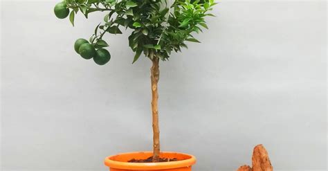 Купить домашнее дерево цитруса Мандарин размером d 22см, h 65см в Киеве ...