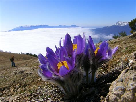 Синие горные цветы - 61 фото