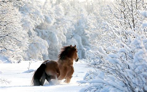 Beautiful Winter Horse Wallpapers - Wallpaper Cave