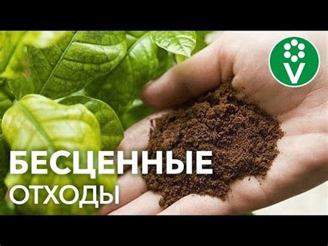 ОСТАНОВИТЕСЬ! Вы выбрасываете это УДОБРЕНИЕ ДЛЯ РАССАДЫ каждый день ...