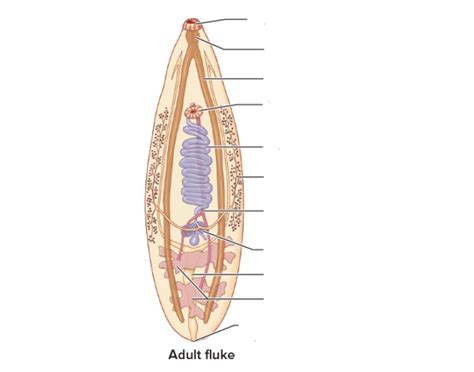 Anatomy of Chinese Fluke Quiz