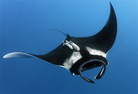 5 Interesting Facts About Giant Manta Rays | Hayden's Animal Facts