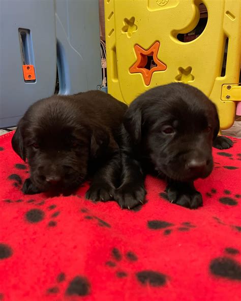 Black Golden Retrievers