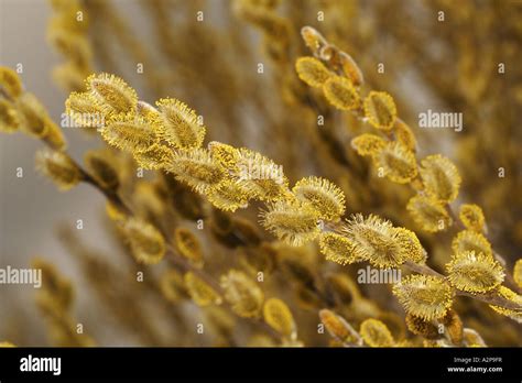 Pussy Willow Goat Willow Great Sallow Salix Caprea Blooming Catkins Germany Bavaria Stock