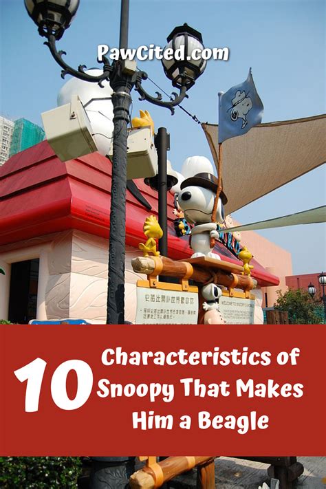 Is snoopy a beagle 10 characteristics of snoopy that makes him a beagle ...
