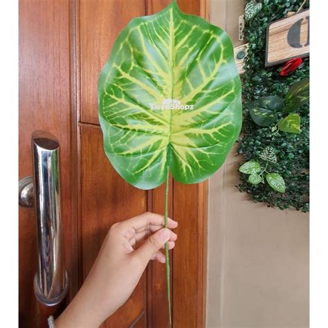 Jual Daun Monstera Daun Keladi Single Bahan Tebal Latex Shopee