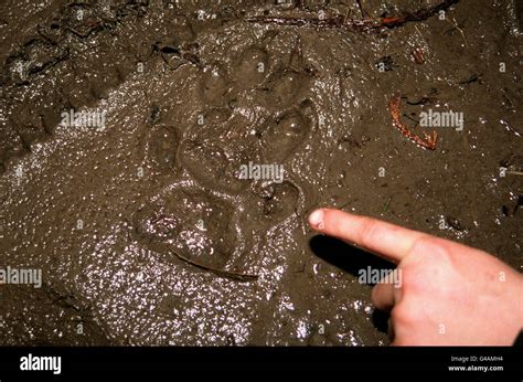 Dog paw prints home hi-res stock photography and images - Alamy