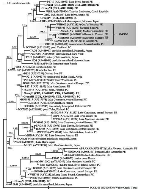 Bayesian Phylogenetic Tree Inferred From The 16s Rrna Gene Sequences