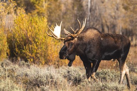 Download Animal Moose 4k Ultra HD Wallpaper