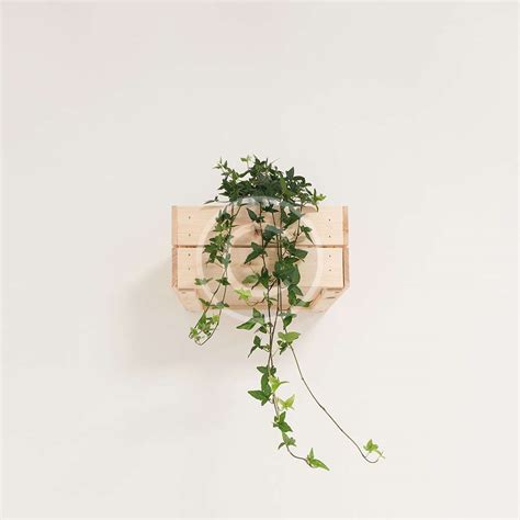 Box Plant – Proyecto Punta Hermosa