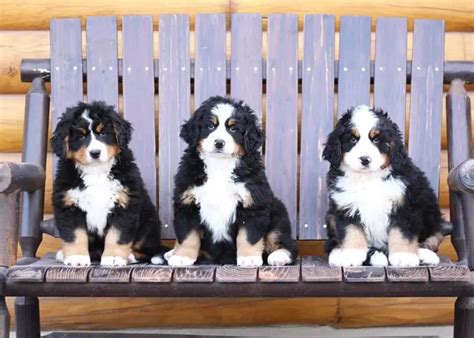 15 Adorable Photos Of Bernese Mountain Dog Puppies With Pure Beauty