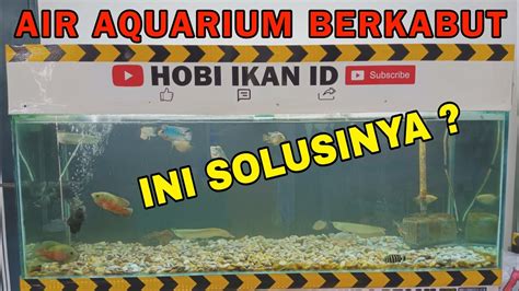 CARA MENGATASI AIR AQUARIUM BERKABUT Air Aquarium Cepat Kotor YouTube