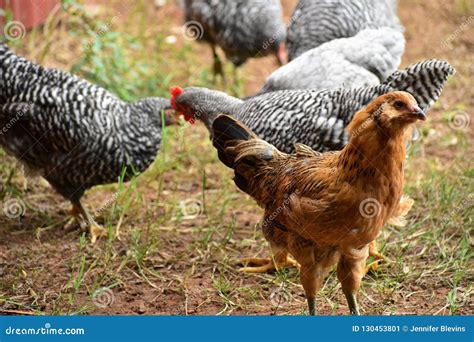 flock  backyard chickens stock image image  food