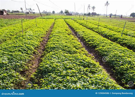 Vegetable Plantation In Rural Village Of Laos Stock Photo Image Of