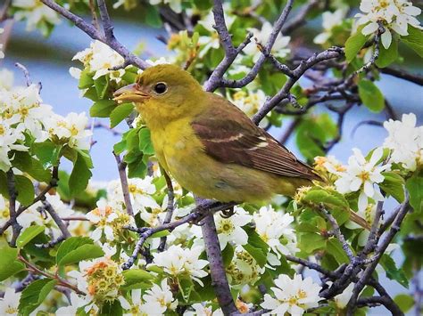 Western Tanager A Female Western Tanager Piranga Ludovici Flickr