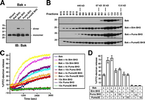The Puma BH3 domain can activate Bak. A , 50 n M Bak ⌬ TM with or ...