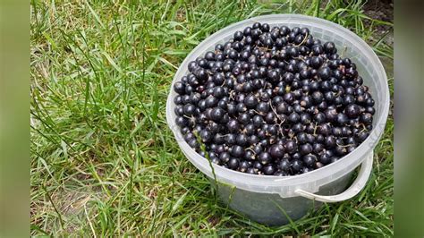 Смородина Атлант черная - YouTube