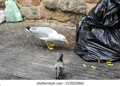 Animals Eating Garbage Images, Stock Photos & Vectors | Shutterstock