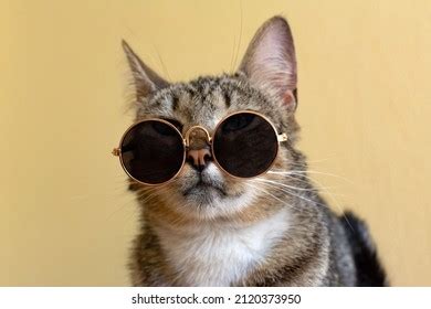 3,663 Mottled Cat Images, Stock Photos & Vectors | Shutterstock