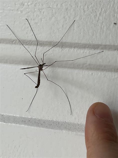 Mosquito eater? : r/whatsthisbug