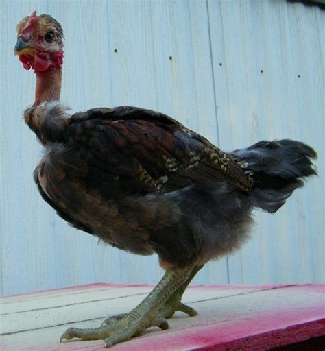 Naked Neck Turken Not Sure Backyard Chickens Learn How To Raise Chickens