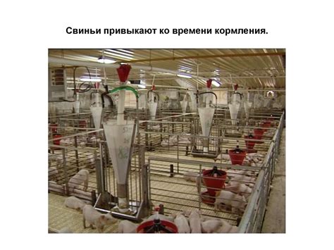 Свиноводство. 8 класс - презентация онлайн