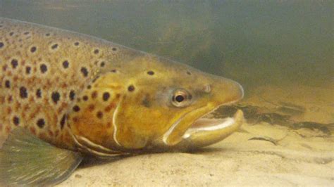 Meerforellen Monitoring Fische Von Wassermangel Bedroht Ndr De Ndr