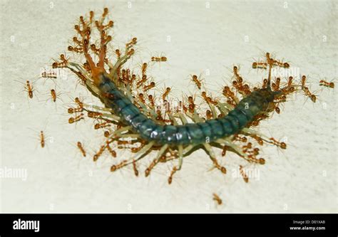 Giant Centipede Eating Mouse