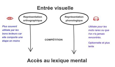 Les Processus Cognitifs De La Lecture Le Quartier Francophone