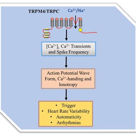 trp channel regulation  intracellular ca  homeostasis trpm