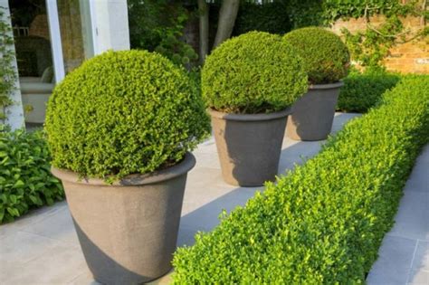 Самшит (75 фото) - посадка и уход, размножение, виды