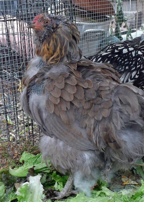 Our Life In Montana Naked Chickens