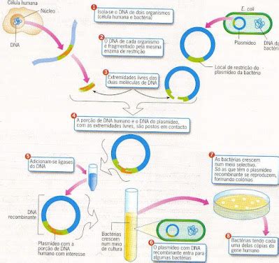 Biotecnologia Enem - A BIOTECNOLOGIA NO ENEM
