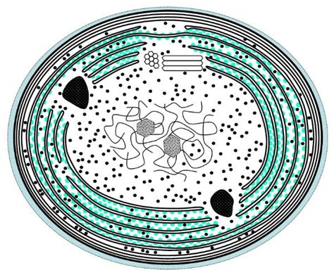 Cyanobacteria