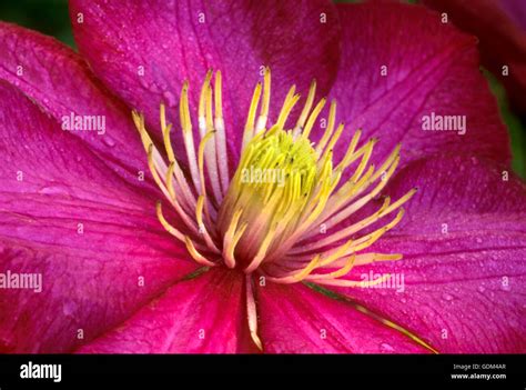 Clematis Ville de Lyon Stock Photo - Alamy