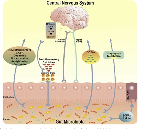 Figure From Kynurenine Pathway Metabolism And The Microbiota Gut