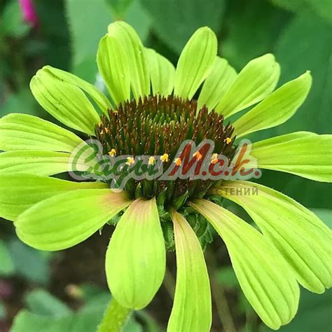 Эхинацея Корни - купить по низкой цене с доставкой
