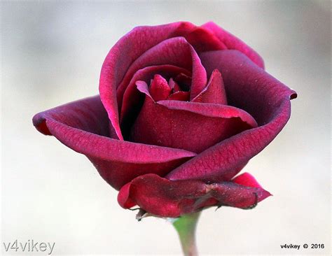 beautiful rose flower black pearl dark red rose photo trap