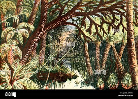 A Forest From The Carboniferous Era From The World S Foundations Or