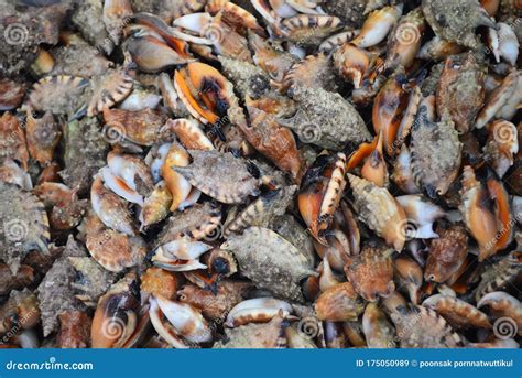 Group Of Conch Sell In Fresh Seafood Market Stock Image Image Of