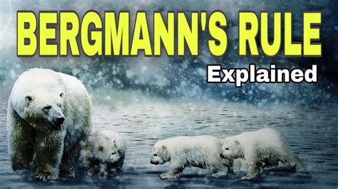 Bergmann S Rule Explained Carl Bergmann Examples Of Bergmann S Rule