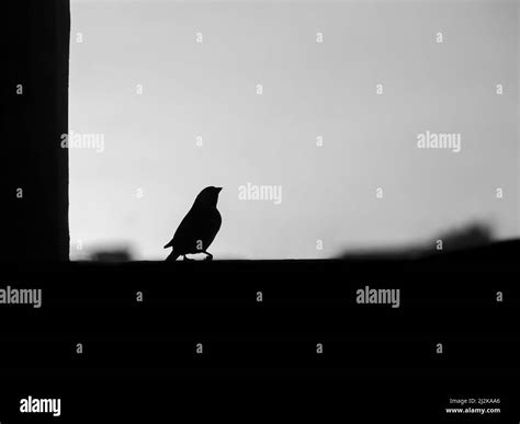 A Single Bird Singing In Black And White Stock Photo Alamy