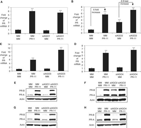 Effect Of Inhibiting Ago1 Ago2 Ago3 Or Ago4 Gene Expression On Download Scientific Diagram