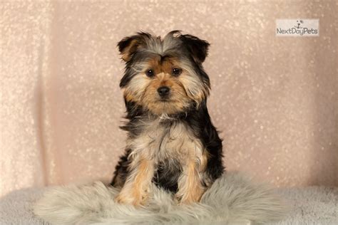 Micah Shorkie Puppy For Sale Near South Bend Michiana Indiana