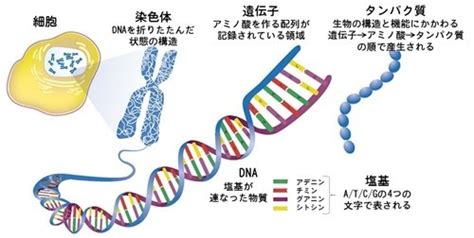 遺伝子の基本をざっくり説明してみる｜深田ともふみ＠経営戦略のプロ｜note