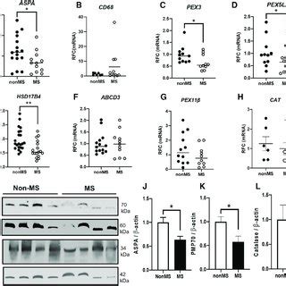 Peroxisome biogenesis and structural components are dysregulated at the ... 