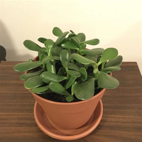 Crassula Ovata, Jade Plant (Big Leaf) - Succulent Plant - Nestreeo.com