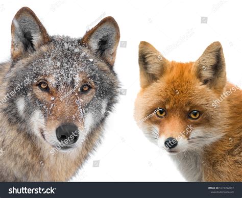 47445 Fox Wolf Images Stock Photos And Vectors Shutterstock